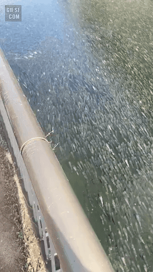 16695308617243.gif